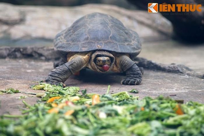 Chúng ăn thực vật thủy sinh, trong điều kiện nuôi còn ăn quả và các loại rau.