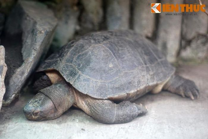 Mai rùa phồng, thuôn dài, màu nâu thẫm hay đen. Đầu rùa màu xám có những vết đốm đen và vàng, hàm màu vàng.