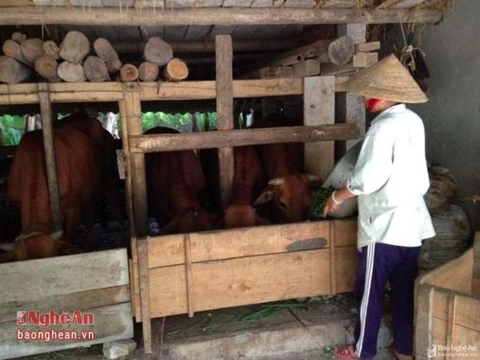 Mô hình chăn nuôi bò nhốt chuồng của gia đình chị Thái Thị Yến ở thôn 19/5 xã Đỉnh Sơn
