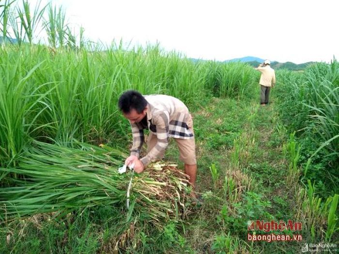 Nhiều hộ đã tận dụng tiềm năng đất đai, nhất là các diện tích đất vườn tạp, đất trồng lúa kém hiệu quả sang trổng cỏ để chăn nuôi bò nhốt chuồng vỗ béo