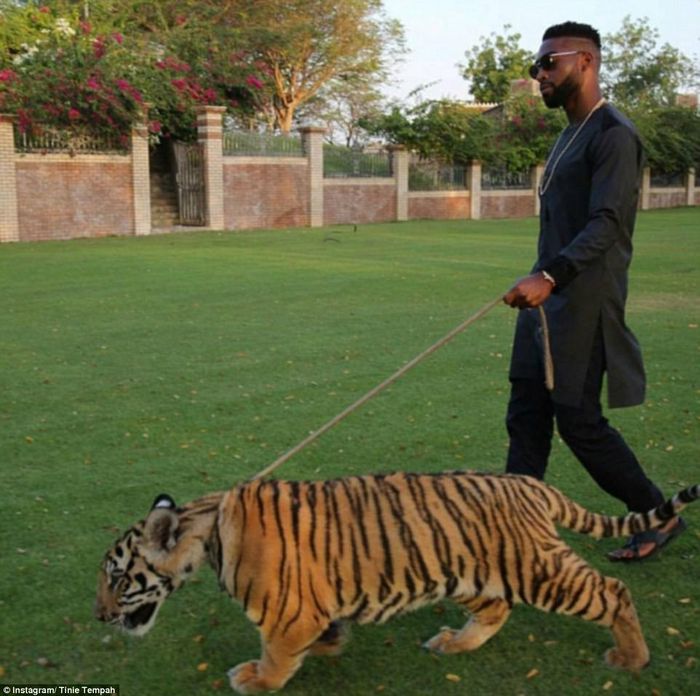 Đây là cách hàng rapper người Anh Tinie Tempah dẫn thú cưng đi dạo
