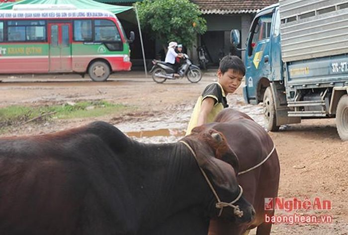 Trong đội ngũ chuyên dắt trâu bò thuê, có không ít trẻ em trên địa bàn. "Có những con bò rất khó dắt. Nhà nghèo nên em đi làm kiếm thêm thu nhập phụ giúp gia đình", em Nguyễn Lâm Chiến (13 tuổi) nói. Mỗi ngày may mắn, Chiến có thể kiếm được khoảng 50.000 đồng từ công việc này.