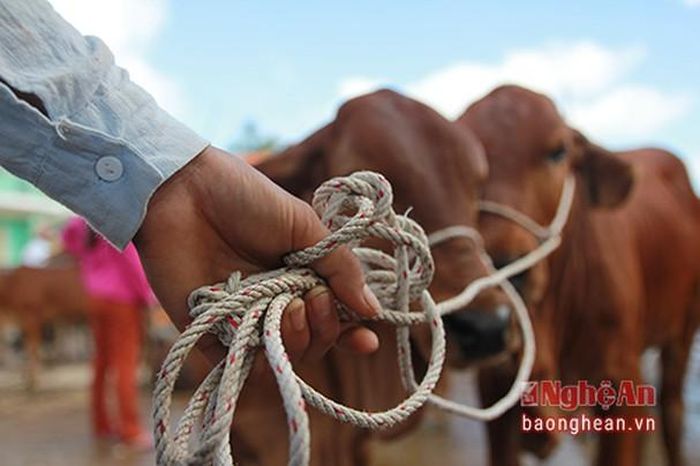 Hoàng Vinh Anh (13 tuổi) kể rằng gần 4h sáng, em cùng đám bạn ở xã Nghi Văn (huyện Nghi Lộc) đã có mặt ở chợ để chờ thương lái thuê, thậm chí có em còn đến từ buổi tối hôm trước. Trong số hơn chục đứa trẻ làm nghề dắt trâu bò ở chợ Ú, có những em tranh thủ đi một chuyến xong về tắm rửa để kịp đi học vào buổi sáng nhưng cũng có em bỏ học để kiếm thêm thu nhập phụ giúp gia đình.