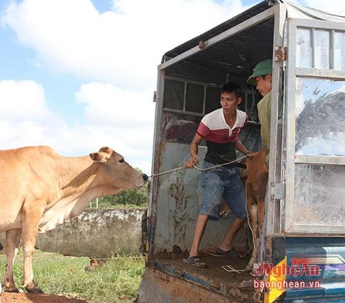 Xe tải vận chuyển trâu bò nhanh, thuận tiện. Vì vậy, hiện nay người dắt trâu bò thuê chỉ có việc khi thương lái cần đưa trâu bò đến những địa điểm gần hoặc chăn dắt trong lúc chờ xe đến đưa đi. "Trước có nhiều em bỏ học ra chợ Ú dắt thuê trâu bò, nhưng chính quyền đã tuyên truyền, vận động đến từng nhà để các em tiếp tục đi học. Hiện nay ở chợ Ú chỉ còn có khoảng 10 em nhỏ từ xã Nghi Văn và một số địa phương khác đến làm nghề này, còn lại là người lớn", ông Đặng Văn Toàn - Chủ tịch xã Đại Sơn cho hay.