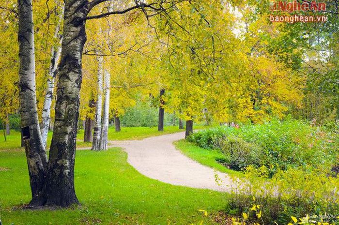 Nếu ai đã từng xem kiệt tác “Mùa thu vàng” của danh họa Levitan, hay đọc thơ của Puskin thì mùa thu ở ngoài đời thực không khác xa là mấy. Vẫn là đất trời nhuốm một màu vàng óng. Vẫn là hàng bạch dương óng ả một lối đi.