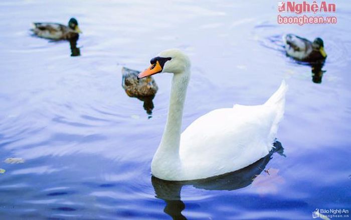 Tiết trời vào thu, dường như giọng cãi vã của lũ chim cũng nhẹ hơn, êm tai hơn. Bầy thiên nga khoan thai, cũng uyển chuyển xoay mình.