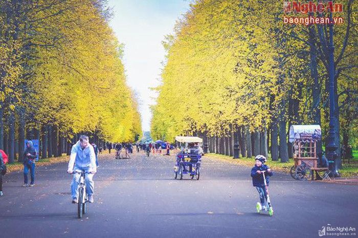 Ở Nga, có một loại cây nhìn tựa như cây phong, đó là cây thích, lá của nó to bản hơn. Còn những cây lá phong nhỏ, yểu điệu. Nhưng dù thích hay phong thì đều phủ vàng trên tán cây, nhuộm đầy mặt đất, xào xạc theo mỗi bước chân trên thảm cỏ, và rực rỡ trên mái tóc đám thanh niên đi dạo dưới hàng cây.