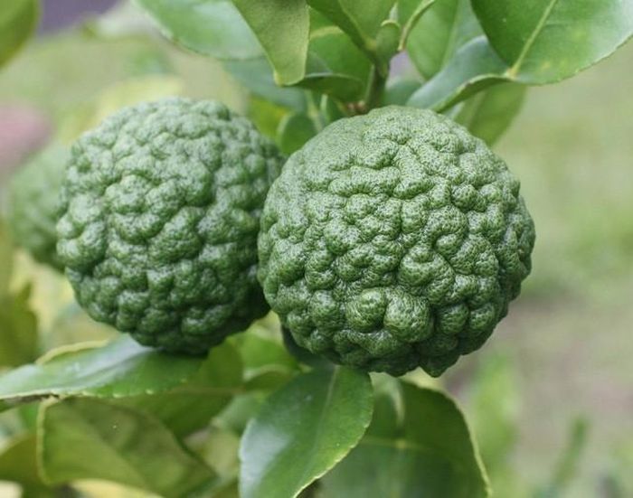 Chanh kefir là một loại chanh khác thường có thể nhận dạng qua hình thức vỏ xù xì thô ráp và thường được dùng để ngâm dấm. Lá chanh kaffir được dùng để nấu món cà ri và món canh tom yum của Thái Lan. 