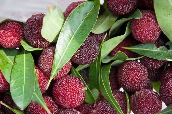 Thanh mai là một loại dâu có nguồn gốc từ Trung Quốc . Quả này có thể ăn tươi, phơi khô hoặc lên men để làm rượu trắng. 