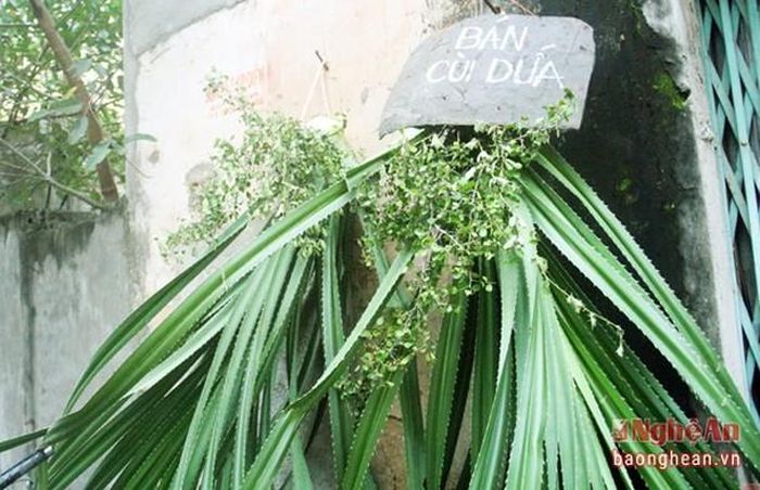 Trong vùng có nhiều hộ gia đình bán loại cây này với mức giá chỉ trên dưới 10 ngàn đồng/ cây.