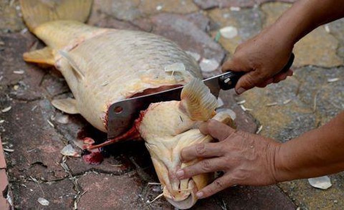 Tình trạng này khiến người dân lo lắng và không an tâm về chất lượng cá đang được bán tại nhiều chợ. Trong khi đó, Chủ tịch Hà Nội cũng đã khuyến cáo người dân không nên ăn loại cá chết này. Một số mẹo phân biệt cá tươi và cá ươn sau đây bạn nên tham khảo.