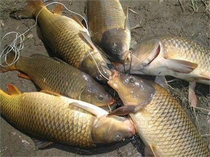 ...vảy cá sáng sạch và xếp đều trên thân cá, mang cá khép chặt, có màu hồng tươi, không có mùi lạ.