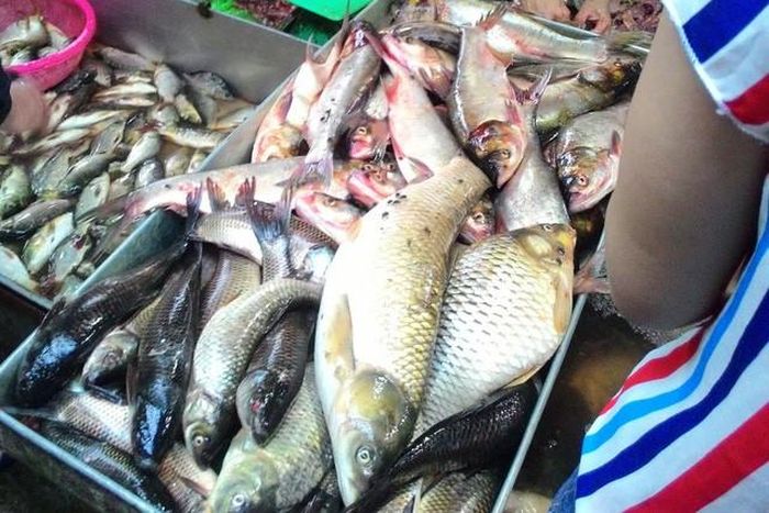 Cá ươn có thân mềm nhũn, cầm vào giữa thân cá cong xuống, thịt mềm.