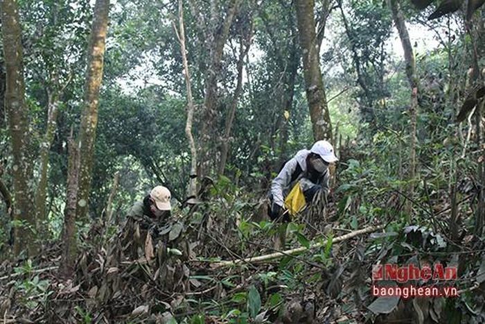 Công việc nhặt lượm nhưng không hề nhàn hạ. Người dân thường dậy từ lúc sáng sớm đi nhặt cho tới khi xế chiều, cặm cụi, kiên nhẫn trên những cánh rừng rậm rạp.
