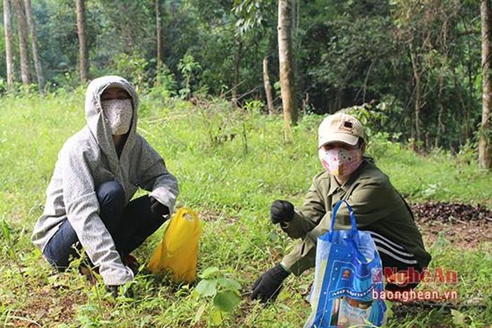 Để tránh lũ muỗi, mỗi người phải tự trang bị cho mình trang phục kín đáo. Ngoài ra, để hạn chế bị lớp vỏ đầy gai của hạt dẻ đâm vào tay thì người dân nào cũng đeo lớp găng tay dầy khi đi nhặt hạt dẻ. 