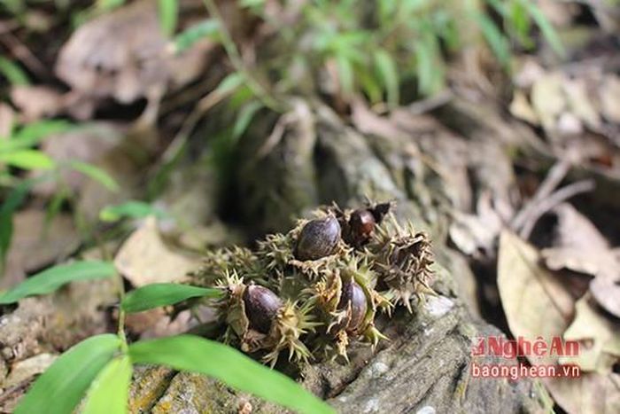 Khi chín hạt dẻ rơi xuống đất có màu nâu đen, nhưng một số hạt còn nằm trong lớp vỏ đầy gai.