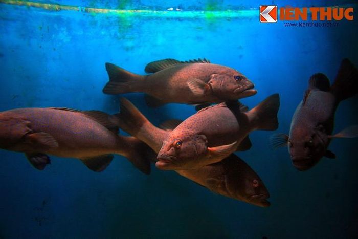Cá mú không đẹp mắt nhưng có thể khiến những tín đồ ẩm thực nhỏ rãi. Cá có thịt rất ngon, có thể dài đến 80cm khi trường thành, là một loài cá có giá trị kinh tế cao.
