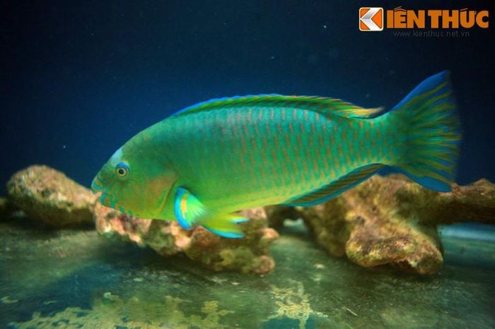 Cá mỏ két có chiếc mỏ cứng rất giống mỏ chim két, giúp chúng dễ dàng phá phần vỏ của các loài giáp xác biển. Đây cũng là một loài cá có màu sắc ấn tượng của rạn san hô.