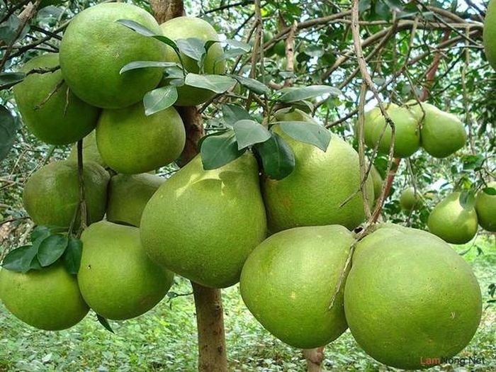 Miệt vườn Vĩnh Long: Vĩnh Long cách thành phố Sài Gòn chỉ 125km nên đây cũng là nơi bạn có thể đi về trong ngày. Những trái cây ở đây nổi tiếng với chôm chôm Bình Hòa Phước, bưởi Năm Roi, xoài Cát Hòa Lộc…Ảnh: Internet.