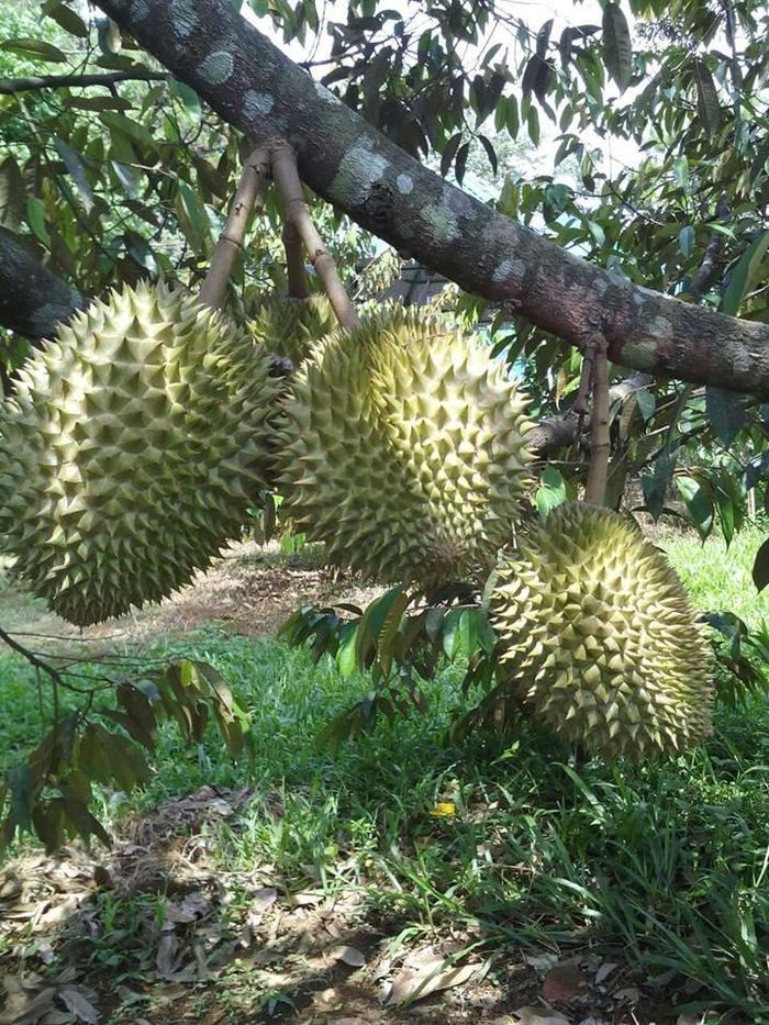 Vườn trái cây Nam Nhi – Lâm Đồng: Đây cũng là một khu vực trồng trái cây lớn. Vừa đi ra khỏi Đồng Nai là bạn bước vào khu vực Nam Nhi. Không chỉ có những vườn chôm chôm ngút ngàn mà ở đây còn đa dạng các loại cây trái khác như mít, sầu riêng, măng cụt…. Muốn tham quan hay mua trái cây chỉ cần dừng xe vào và hỏi thăm chủ vườn. Ảnh: Facebook.
