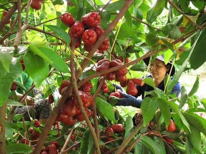 Miệt vườn Cái Bè - Tiền Giang: Vùng Cái Bè thuộc Tiền Giang cũng là khu vực bạn có thể đến đây để tìm hương hoa và quả ngọt. Nhiều vườn trái cây ở đây bạn không chỉ có thể tham quan, ăn trái thảo thích mà còn có thể mắc võng ngủ để cảm nhận được không khí riêng biệt của vùng sông nước miền Tây. Ảnh: Internet.