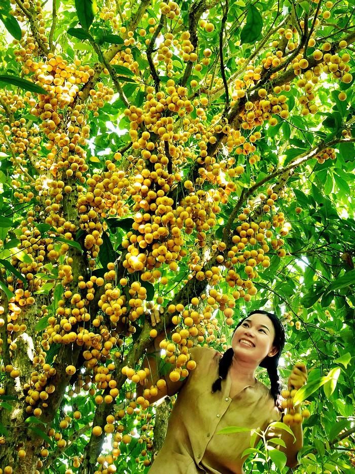 Miệt vườn Lái Thiêu - Bình Dương: Nằm ven sông Sài Gòn, cách thành phố Thủ Dầu Một khoảng 10km về phía Nam và cách TP HCM chừng 20km về phía Bắc, vườn trái Lái Thiêu là vựa cây trái của các loại sầu riêng, chôm chôm, mít tố nữ, sapoche, mãng cầu…thơm ngon suốt bốn mùa. Ảnh: Phunungaynay.