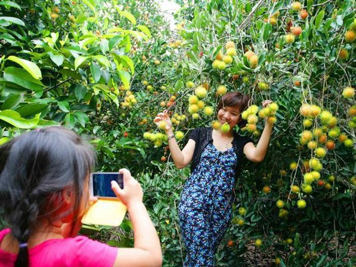 Lái Thiêu là một trong những vựa trái cây lớn nhất miền Nam Bộ. Du khách có thể vào vườn mua trái cây bằng cách hái tại chỗ ăn hoặc đem về. Ảnh: Foody.