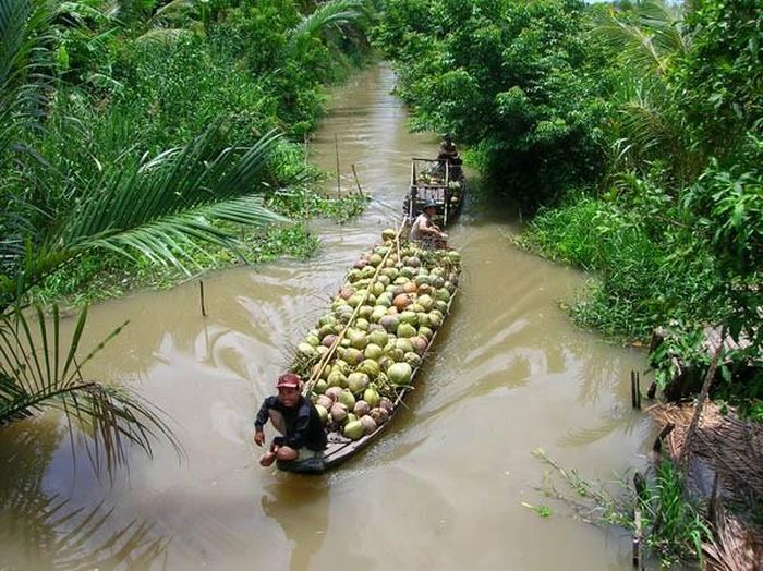 Miệt vườn Cái Mơn - Bến Tre: Vào tháng 4, tháng 5 sẽ là thời điểm tuyệt vời để đến Cái Mơn - Bến Tre xuống vùng Chợ Lách thăm thú cây trái đang lúc lỉu quả trên cành. Có thể đến đây để dạo những miệt vườn thơm nức mũi mùi sầu riêng, đỏ chói chôm chôm chín tới, bưởi da xanh đung đưa trên cành, mận chín hồng mọng nước…Ảnh: Internet.