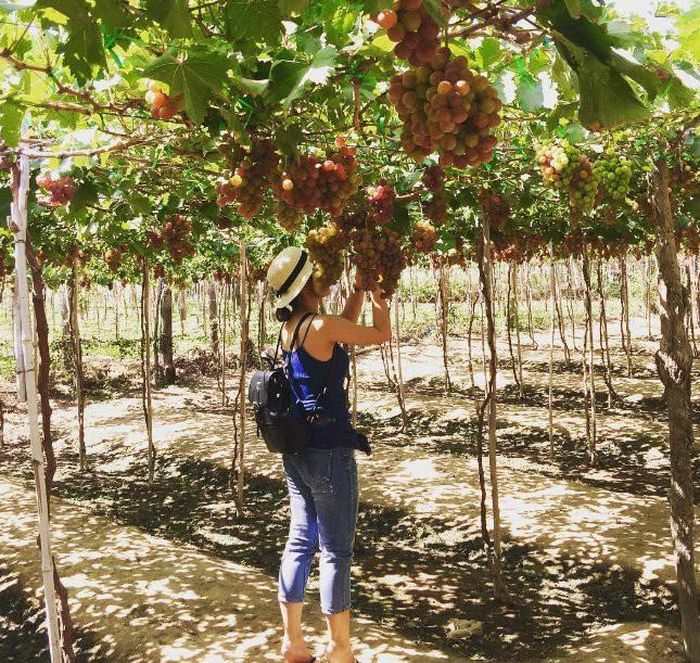Cách Phan Rang chừng 7km, vườn nho Ba Mọi ở thôn Hiệp Hòa, xã Phước Thuận, huyện Ninh Phước hàng ngày luôn nhộn nhịp đón khách du lịch gần xa đến tham quan và khám phá. Sau khi tham quan vườn, bạn có thể mua nho hay các sản phẩm từ nho về làm quà. Ảnh: Vivu.