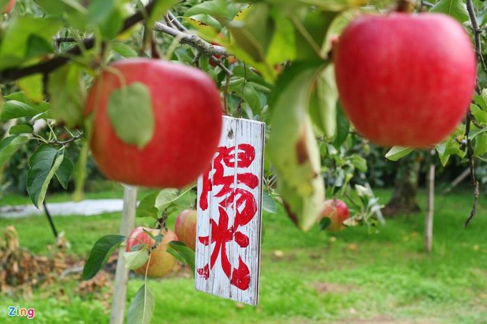 Mỗi mùa, đất nước này lại bước vào vụ thu hoạch các loại hoa quả khác nhau. Từ tháng 9-11 là các loại trái cây như hồng, nho và táo.