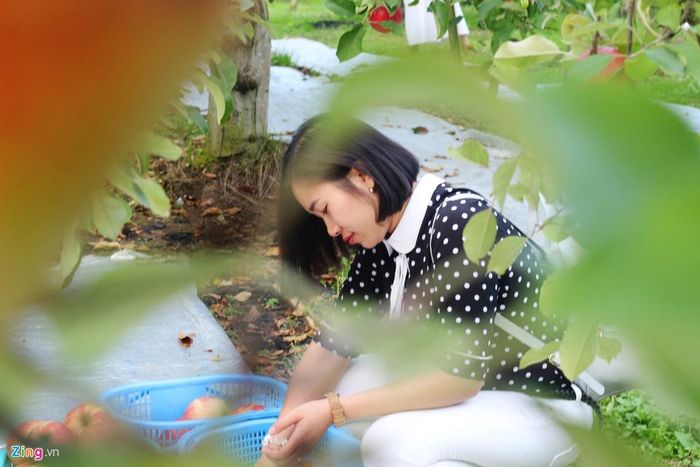 Chị Thùy Dương, du khách Hải Dương, cho biết lần trước đến Nhật, chị mua táo mang về, người thân và bạn bè đều thích. Lần này, chị được nhờ mua giúp gần 20 kg.