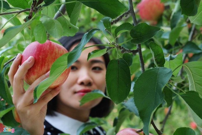 Đây sẽ là nơi để bạn có những tấm hình tuyệt đẹp, hay hái những trái táo căng mọng mua về làm quà cho người thân.