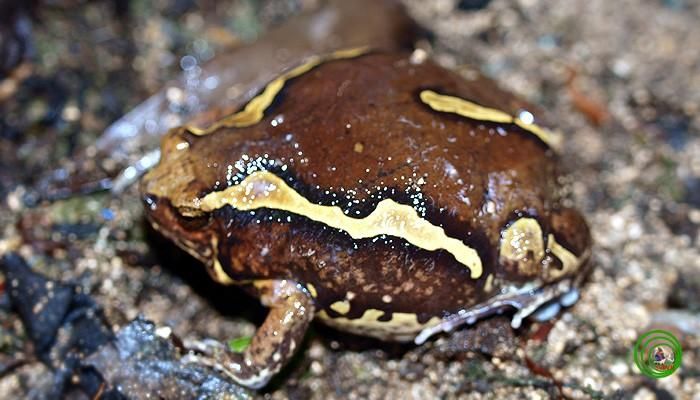 Ễnh ương. Ễnh ương là một loài ếch trong họ Microhylidae. Loài vật này có thể sống tới 10 năm. Đặc biệt, các nhà khoa học còn cho rằng ễnh ương là loài động vật không bao giờ ngủ.