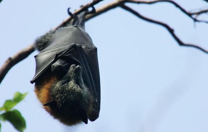 Dơi. Nếu như rái cá biển nằm ngửa và ngủ ngay trên biển thì loài dơi lại nổi tiếng với tư thế ngủ treo ngược cành cây và chúng ngủ suốt ngày. Ban đêm, chúng mới dậy đi kiếm ăn. Riêng loài dơi nâu còn ngủ tới 19 tiếng/ngày.