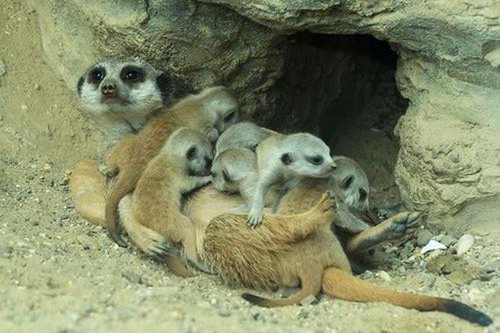 Cầy Meerkat. Cầy meerkat có thói quen nằm chồng lên nhau trong tổ để ngủ, với một tai luôn vểnh lên để nghe ngóng nguy hiểm. Nữ chúa trong đàn sẽ nằm ở giữa, các con cầy giữ vị trí lính gác sẽ nằm ngủ ở phía ngoài và luôn thức giấc đầu tiên nếu có bất kỳ tiếng động nào.