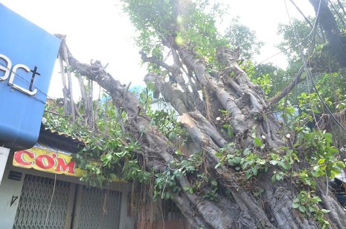 Tán cây rộng đè hết vào mái nhà dân