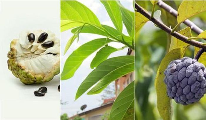 Lá na giã cùng lá ớt, lá táo, lá từ vi đắp lên mụn nhọt có mủ, đầu đinh sẽ giảm đau nhức, hút mủ trong mụn hiệu quả. Ảnh: Bài thuốc hay.