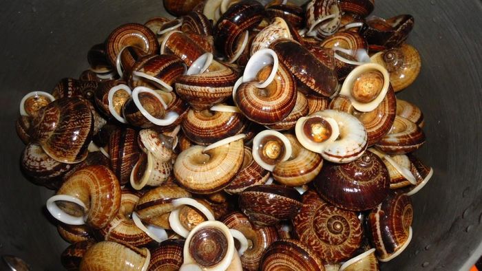 Ốc núi không chỉ là một món ăn ngon được nhiều người ưa thích mà còn là một vị thuốc chữa bệnh rất tốt. Ảnh: Du lịch Ninh Bình.