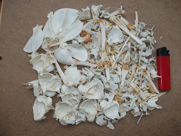 Xương mèo đen vị ngọt, tính ấm có tác dụng bổ dưỡng.