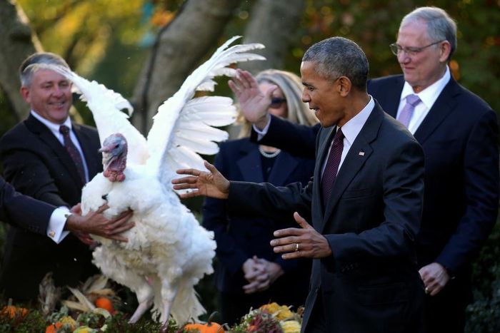 Tổng thống Obama làm lễ xá tội gà tây ở Vườn Hồng. Ảnh Reuters