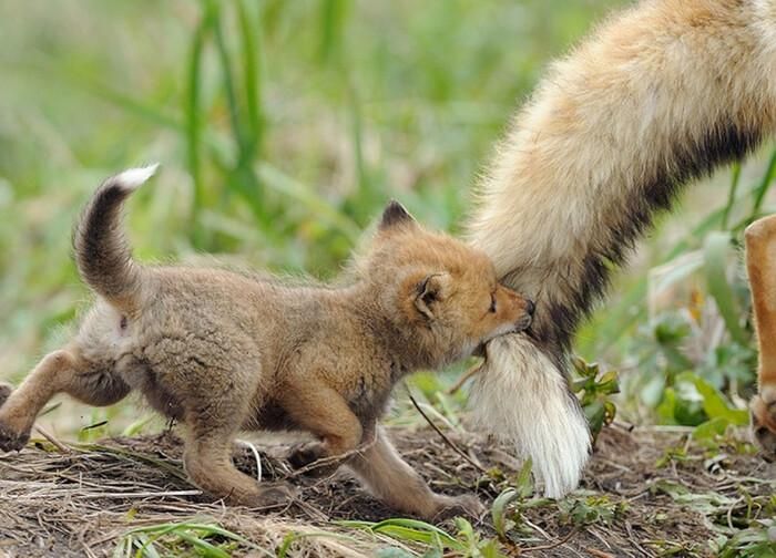 Cáo con thoải mái nghịch ngợm với chiếc đuôi của mẹ. Thật hiếm hoi để tìm được những giây phút trong veo như thế này trong thế giới sinh tồn tự nhiên nhiều khắc nghiệt.