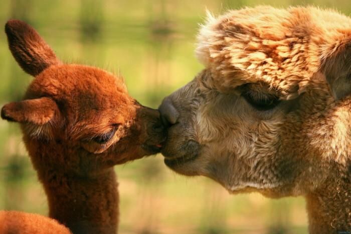 Hai mẹ con nhà cừu và cái “chạm mũi” đầy âu yếm.