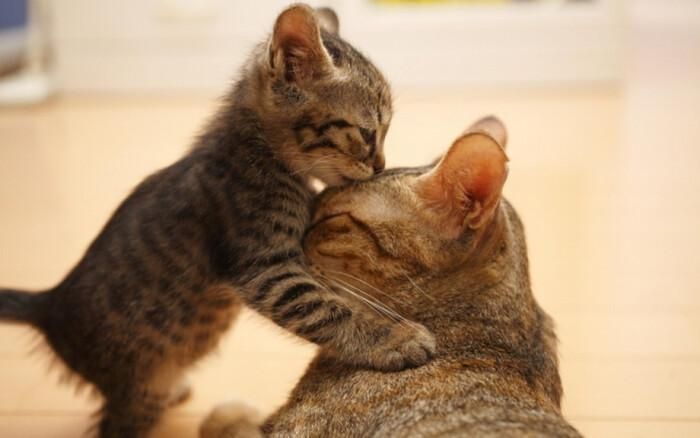 Bức ảnh mèo con khiến hàng triệu trái tim “tan chảy” vì khoảnh khắc ngọt ngào bên mẹ.