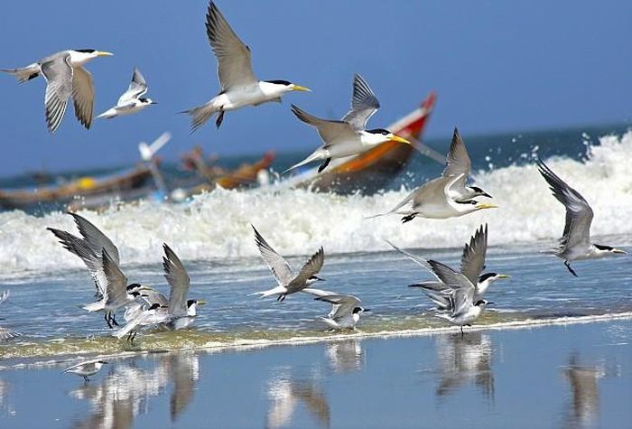 Vì vậy mà những người đi biển thường xem chim hải âu bay thể hiện để đoán thời tiết. Khi nghe chúng kêu réo inh ỏi, bay hàng đàn trên đầu kiếm chỗ ẩn náu, là có thể bão giông sắp kéo đến.