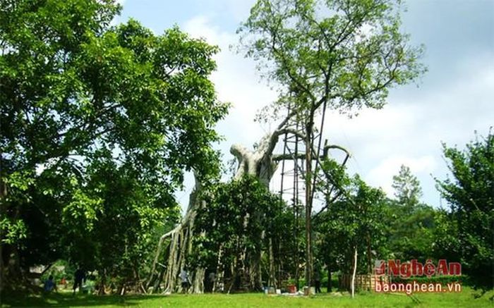 Cây đa Tân Trào, một trong những biểu tượng và là chứng nhân của lịch sử Cách mạng Tháng Tám của dân tộc, là nơi chứng kiến lễ xuất quân công khai đầu tiên của quân giải phóng Việt Nam. (Chiều ngày 16/8/1945, quân Giải phóng Việt Nam làm lễ xuất quân trước sự chứng kiến của nhân dân Tân Trào và 60 Đại biểu toàn quốc về dự Quốc dân Đại hội. Đồng chí Võ Nguyên Giáp đã đọc Bản Quân Lệnh số 1 và ngay sau đó quân Giải phóng đã lên đường qua Thái Nguyên tiến về giải phóng Hà Nội).