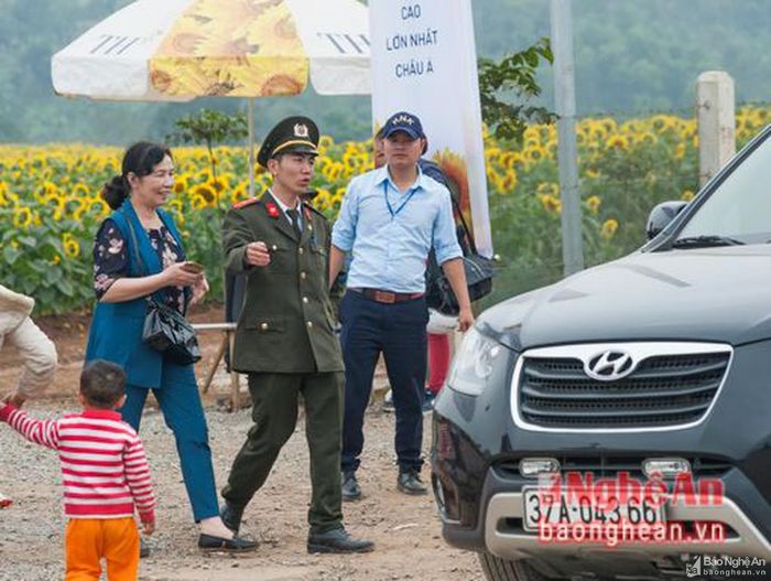 Lực lượng công an huyện Nghĩa Đàn điều tiết giao thông đoạn qua cánh đồng hoa hướng dương.