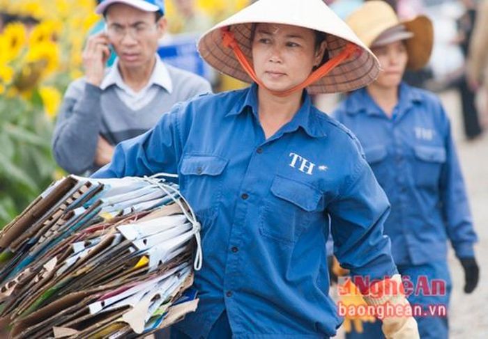 Một công nhân dọn vệ sinh trên cánh đồng hoa hướng dương.