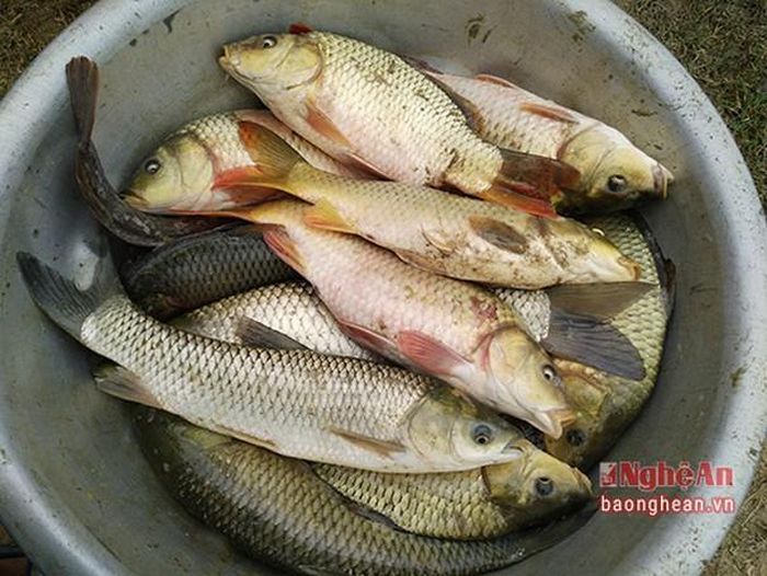 Cá nuôi từ ruộng lúa do sử dụng thức ăn tự nhiên nên chất lượng thơm ngon.