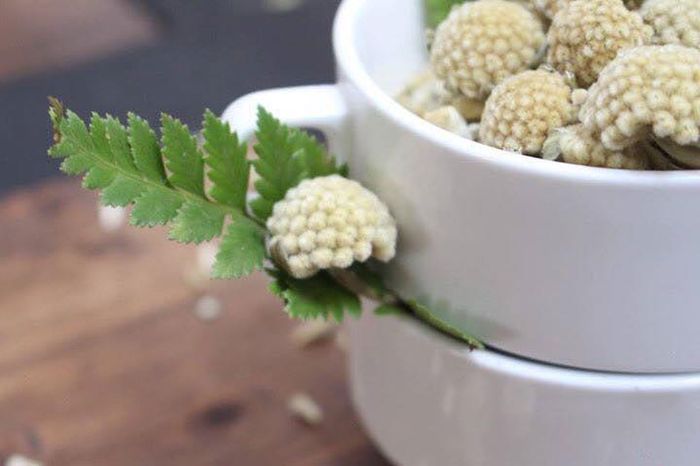  Trà hoa araceae từ vùng núi Tây Tạng xa xôi, vô cùng quý hiếm.Trà có tác dụng giảm cholesterol trong máu, giúp ngăn ngừa huyết áp cao, các bệnh về tim mạch, giúp lưu thông và tuần hoàn máu, cân bằng hàm lượng đường trong máu, điều hòa khí huyết, ổn định nhịp tim và tăng cường miễn dịch, phòng chống ung thư hiệu quả. 
