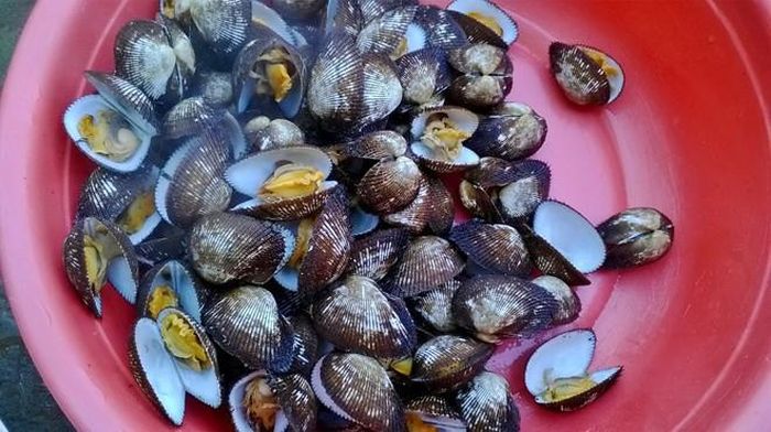Thịt sò lông có vị ngọt, mặn, không độc, chứa rất nhiều chất đạm và nhiều thành phần chất dinh dưỡng giúp tăng cường sự dẻo dai và năng lượng.